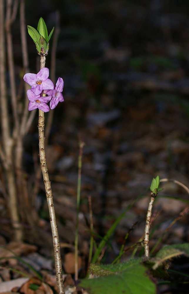 Daphne mezereum / Mezereo, fior di stecco